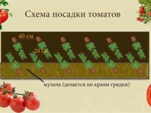 Basisschema's voor het planten van tomaten in een kas