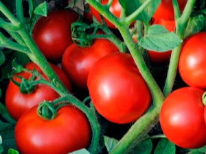 Kenmerken van de hybride tomatenvariëteit Linda F1