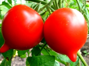 Features and advantages of tomato Primadonna F1