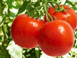 Functies en regels voor het telen van tomaten Nikola