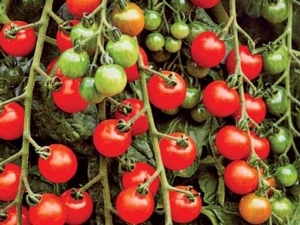 Kenmerken en variëteiten van cherrytomatenrassen Cherry