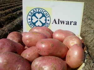 Kenmerken en technologie van het telen van aardappelrassen Alvara 