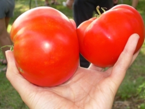 Kenmerken en teelt van tomaten Cosmonaut Volkov