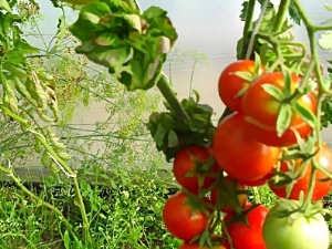 Features of the columnar American variety of tomatoes Stick