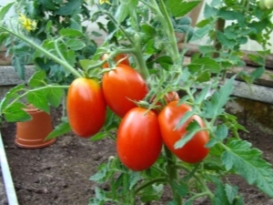 Kenmerken van het tomatenras Caspar F1