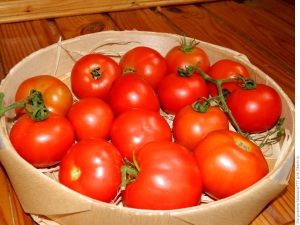 Kenmerken van het tomatenras Sunrise F1 