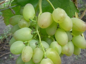 Features of the grape variety Elegant