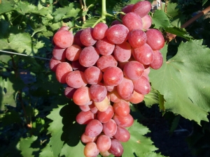 Kenmerken van het druivenras Ruby Jubilee