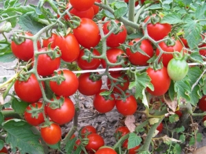 Kenmerken van tomaten van de vroege variëteit Thumbelina