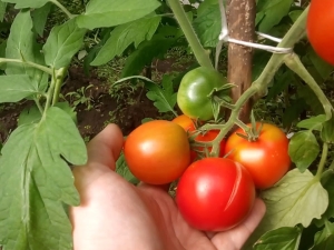 Features of tomatoes varieties Leopold F1