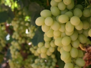 Features of grapes Magarach