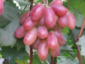 Features of grapes Transformation and subtleties of cultivation