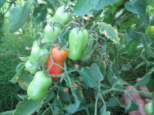 Kenmerken van het kweken van tomaten Zhigalo