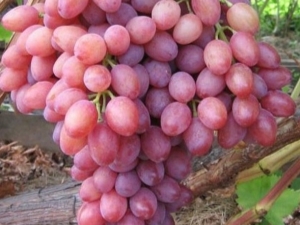 Features of growing grapes Kishmish radiant