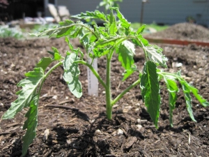 Tomatenzaailingen groeien slecht: we begrijpen de redenen en corrigeren de situatie