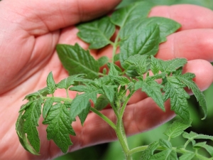 Waarom zijn tomatenzaailingen dun en bleek en wat te doen?