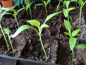 Why tomato seedlings stretched out and what to do?