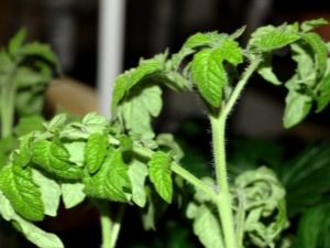 Why do tomato seedlings curl leaves?