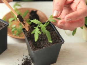 Why do tomato seedlings drop leaves?