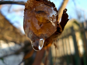 Waarom huilen druiven na het snoeien en wat te doen?