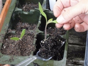 Waarom verdorren tomatenzaailingen?