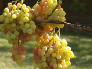 A detailed description of Arcadia grapes and its cultivation