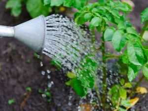 Aardappelen in de volle grond water geven: kenmerken en timing