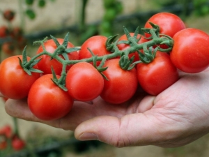 Cherrytomaten: variëteiten, voordelen, teelt