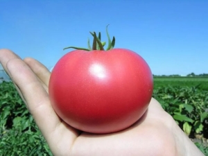 Tomatoes Pink Paradise: kenmerken van de variëteit en subtiliteiten van de teelt