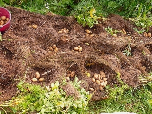 Aardappelen poten onder stro