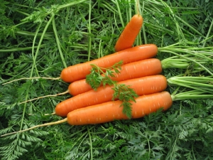 Regels voor het voorbereiden van wortelzaden voor het planten