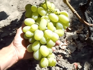 El proceso de cultivo de uvas en Siberia.