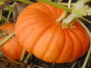 Pumpkin Growing Secrets Smile 