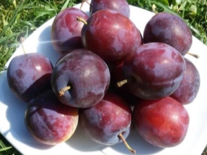 Plum Candy: kenmerken van de variëteit en kenmerken van de teelt