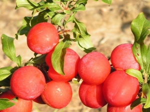 Plum Skoroplodnaya: kenmerken van de variëteit, teelt en verzorging