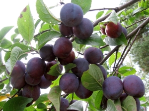 Pruimenstart: kenmerken en teelt van fruitbomen 