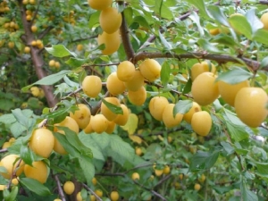 Plum Morning: beschrijving van de variëteit en advies van tuinders