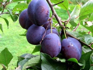 Plum Hongaars: variëteiten en hun kenmerken