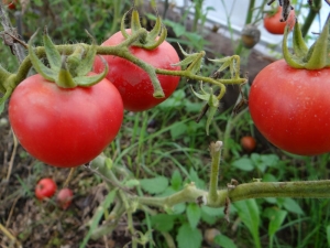 Tomato Agata: voor- en nadelen, teeltregels