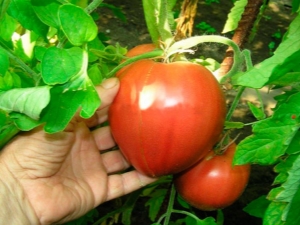 Tomato Alsou: variety description and cultivation rules