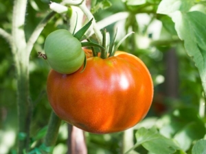 Tomatite Altai meistriteos: eelised ja omadused