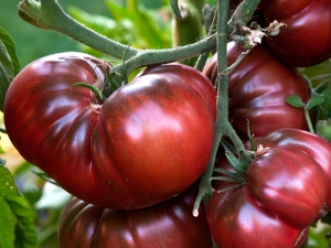 Tomato Watermelon: characteristics and tips on agricultural technology