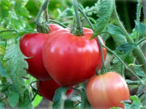 Tomaten Batyanya: rasbeschrijving en teeltregels