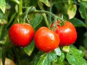 Remplissage blanc de tomate: description de la variété et règles de culture