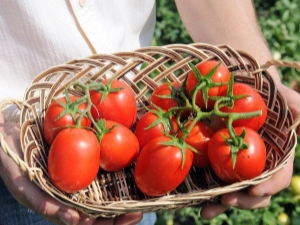 Tomato Benito F1: characteristics and description of the variety