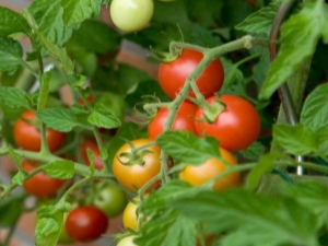 Tomato Betta: beschrijving en teelt van variëteiten