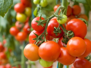 Tomatengeldzak: beschrijving van de variëteit en subtiliteit van de teelt