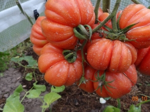 Tomatenchampignonmand: kenmerken en beschrijving van het kweekras