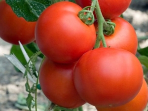 Tomato Intuition F1: benefits and growing rules