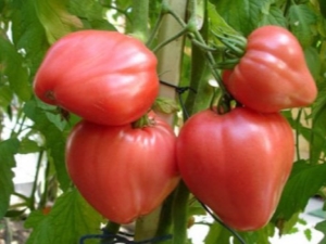 Tomato Cardinal: beschrijving en opbrengst van het ras